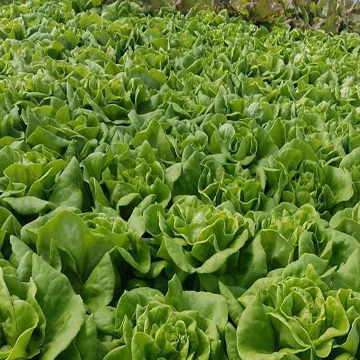 Tis The Season For Tasty Hydroponic Lettuce Archive Roanoke Com