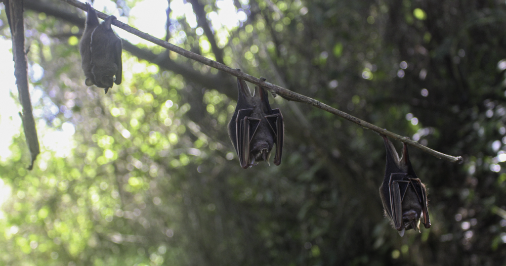 Vampire bats could migrate to U.S. due to climate change