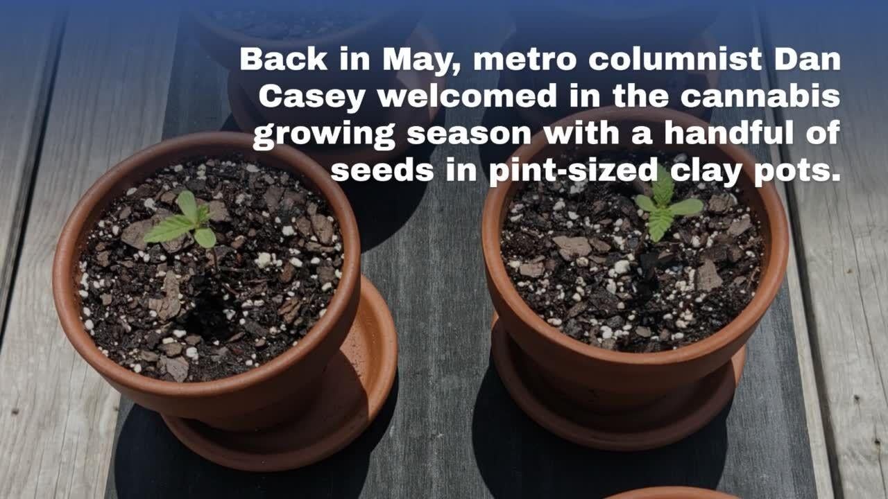 CASEY: It really does grow like a weed!