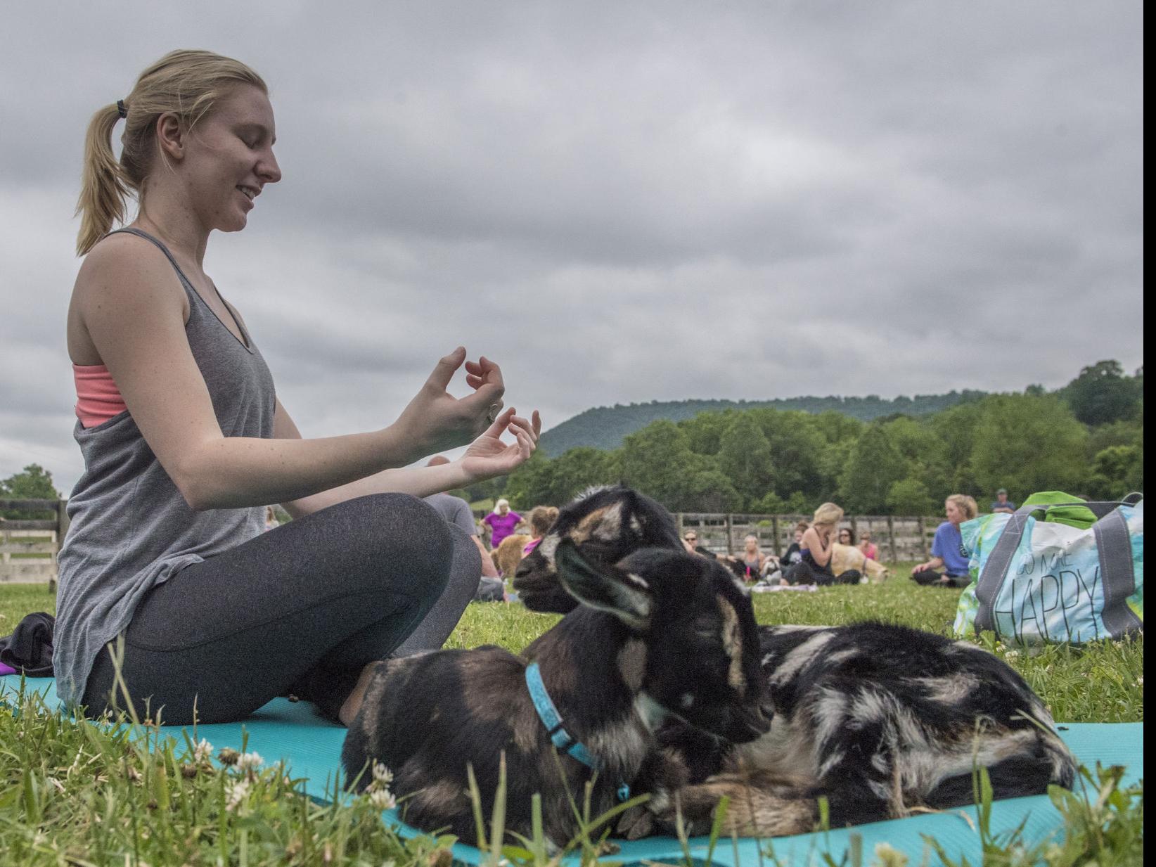 Goats Are The Draw At Yoga Class For A Cause Local News Roanoke Com