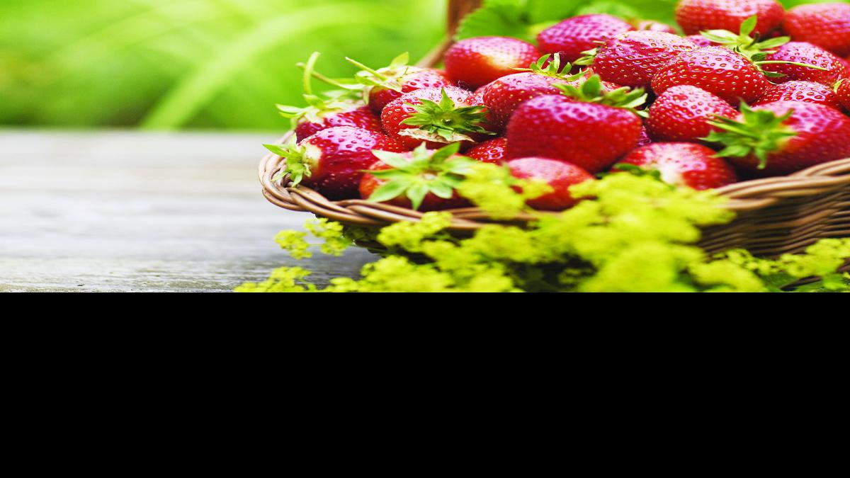 Fanatical Botanical Growing Strawberries Can Be Easy When Done