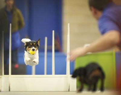 Canines and owners team up on the track at flyball tourney