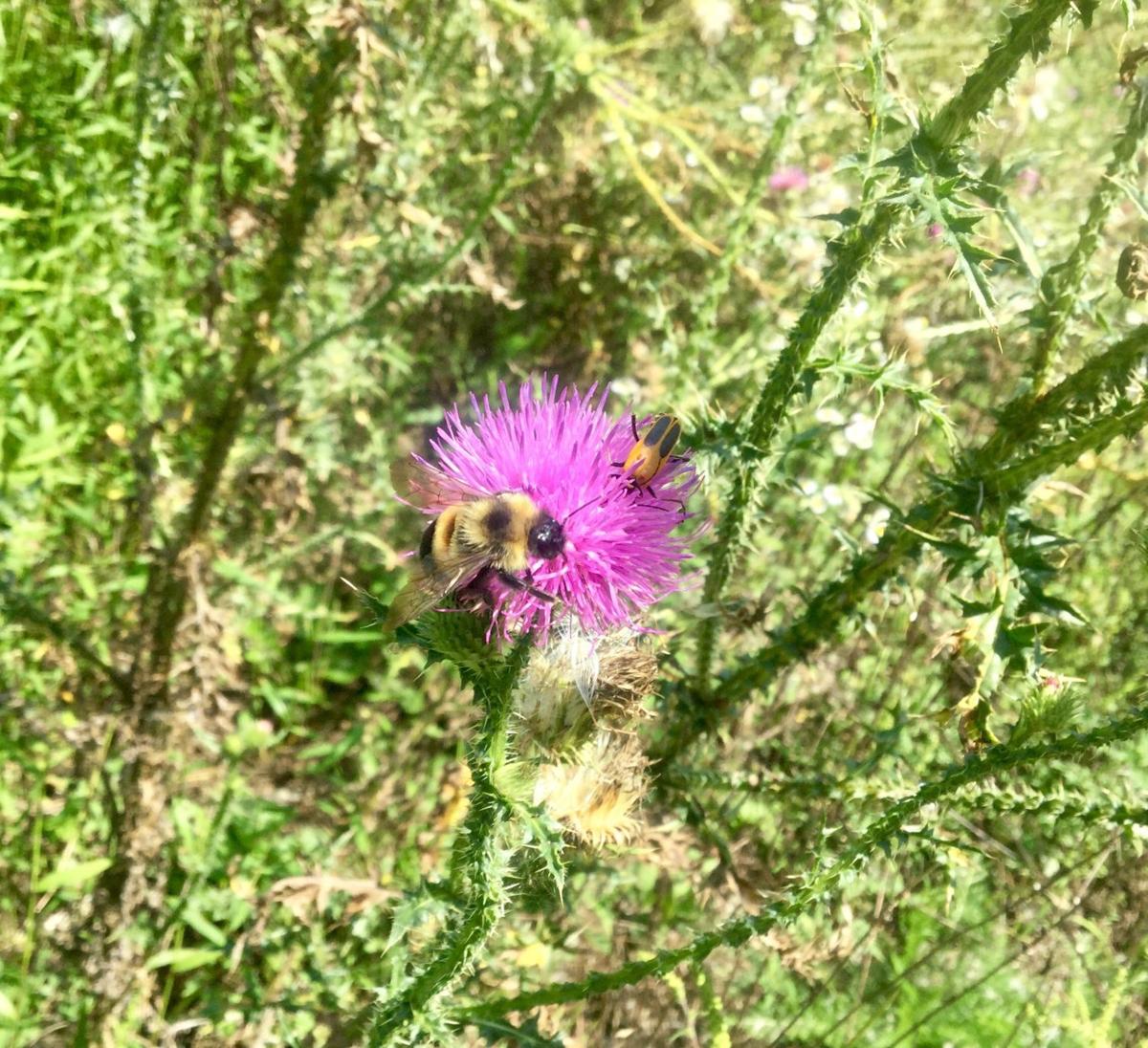 rusty patched bumblebee