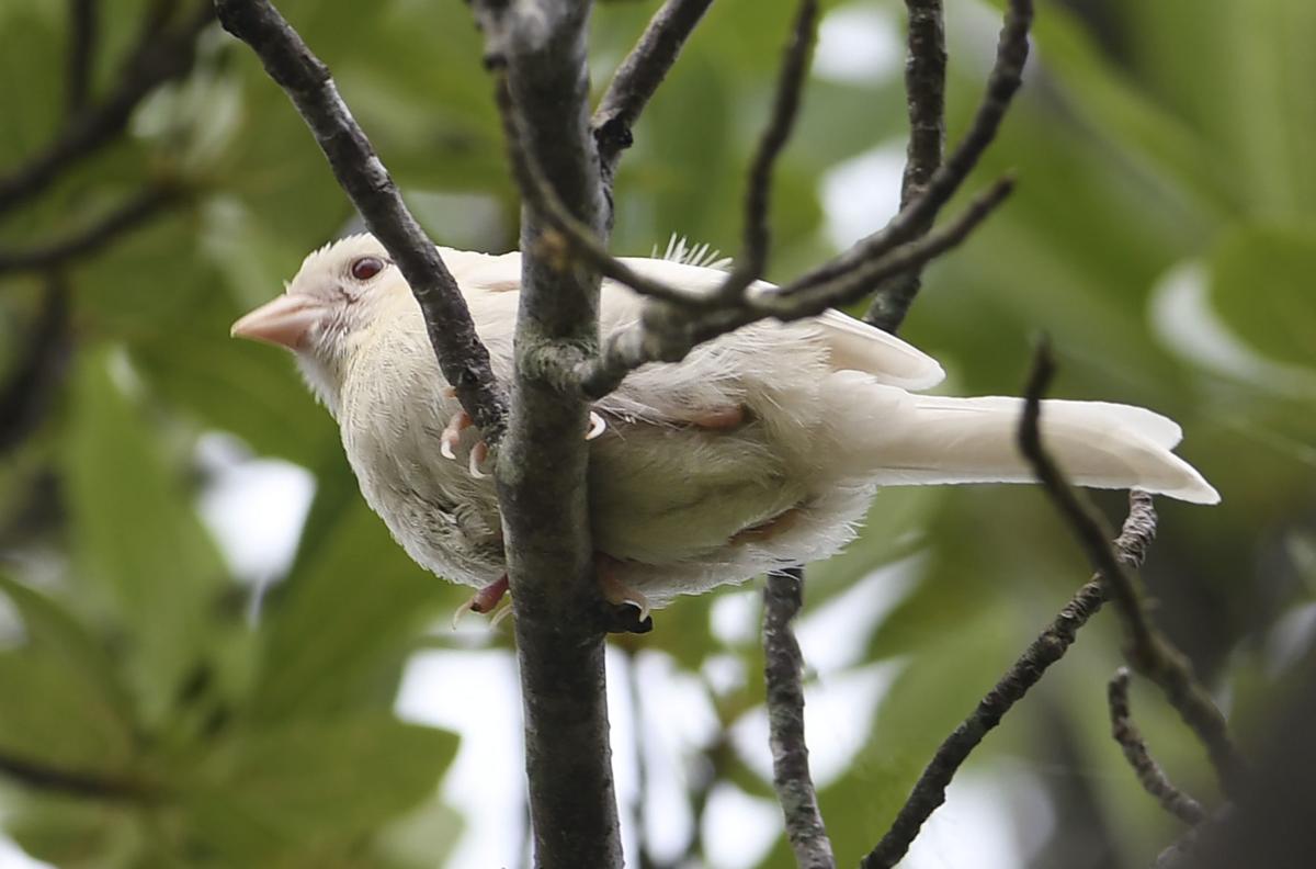 ms whitesongsparrow 062118 p01