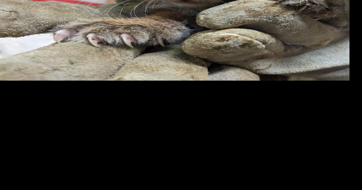 Bob-kittens: Southwest Va. Wildlife Center rehabbing two orphaned bobcats