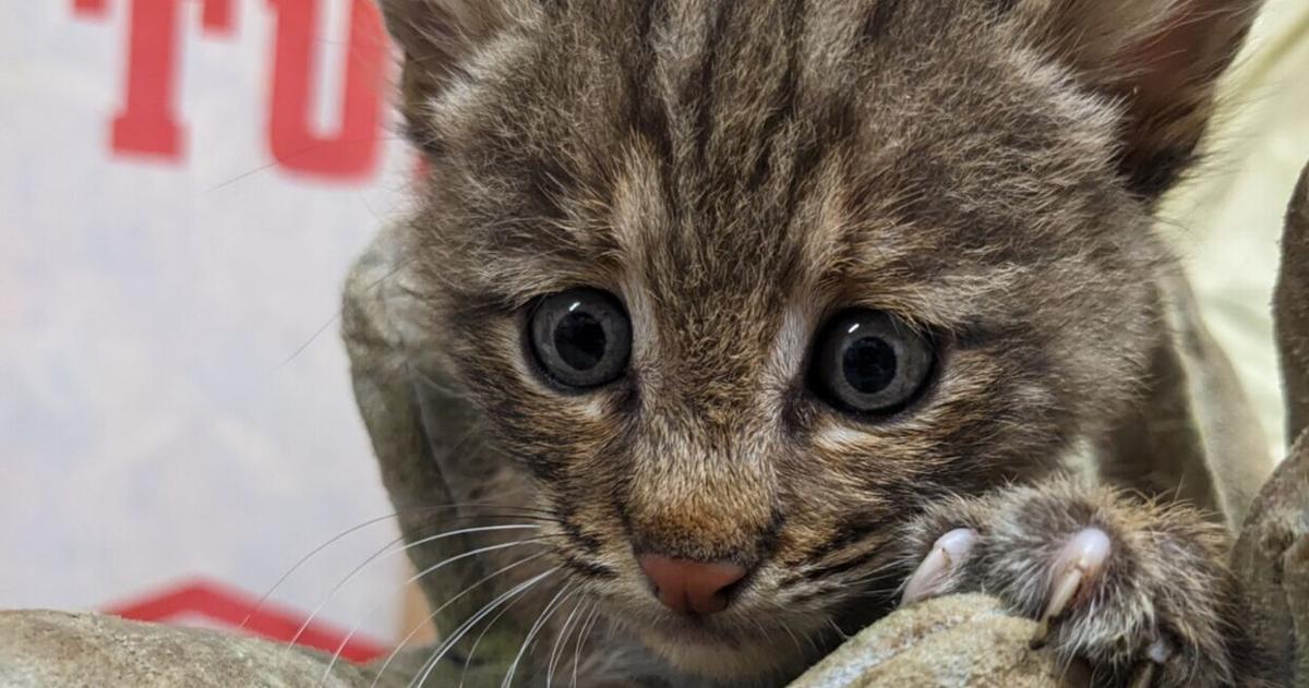 Bob-kittens: Southwest Va. Wildlife Center rehabbing two orphaned bobcats