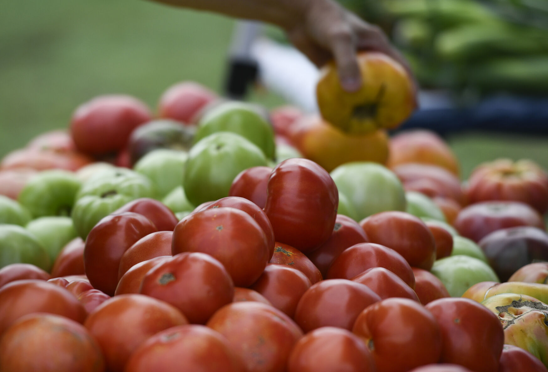 Third annual tomato festival honors Botetourt County roots