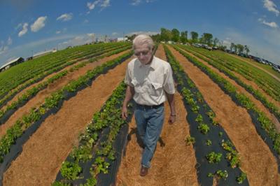 J D Scott Owner Of Scott S Strawberry Farm In Bedford County