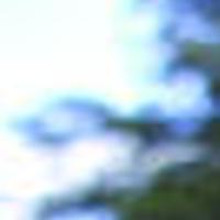 Plants To Bring Luck For The New Year Archive Roanoke Com