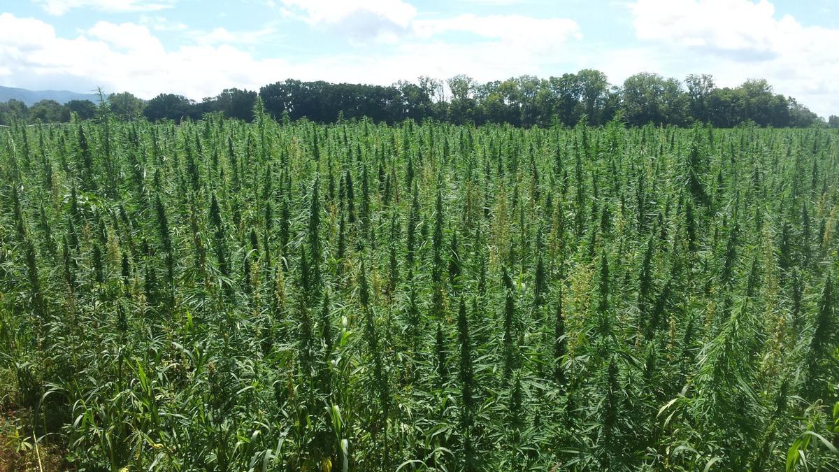 Virginia Sees 1st Hemp Crop In Decades Gallery Roanoke