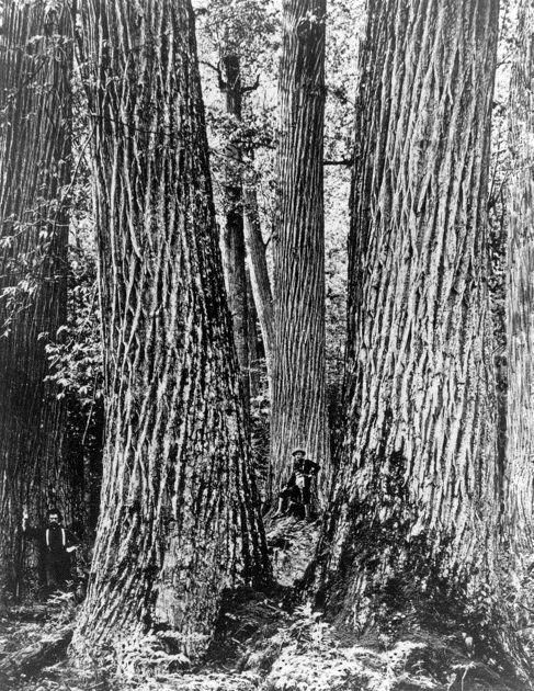 american chestnut