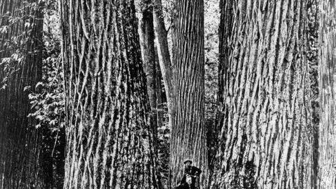 Editorial: Can we bring back the chestnut? Should we? - Vimarsana News