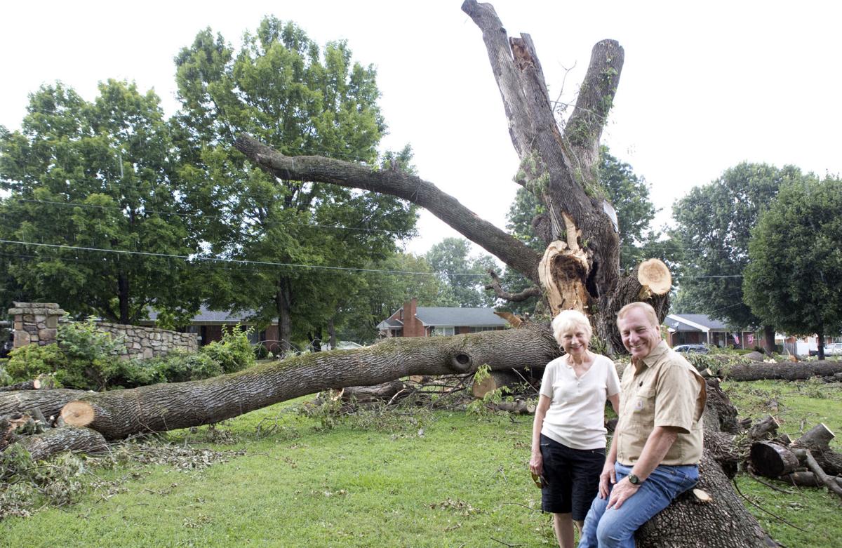 Photos Saying goodbye to one of the biggest white ash trees in