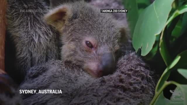 Angie koala baby Canvas Featuring