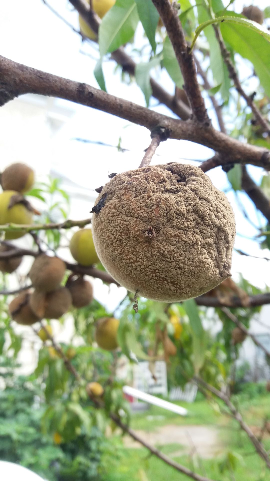 Fanatical Botanical Peach brown rot destroys stone fruit Archive
