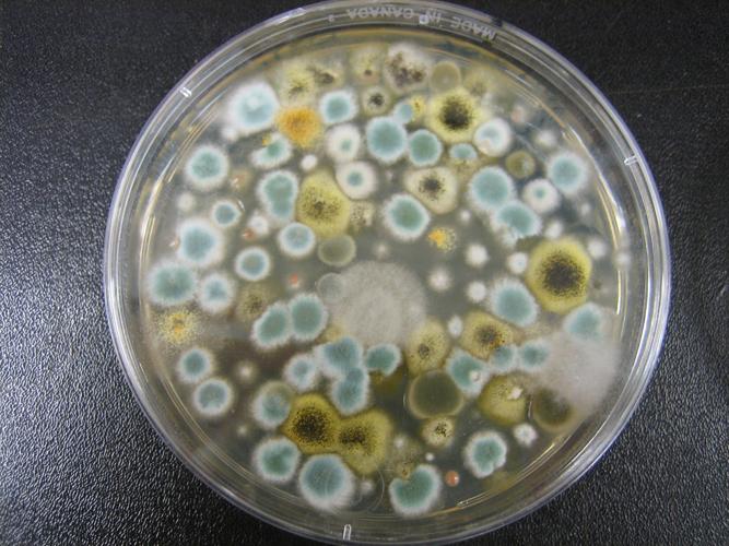 Professional Mold Testing Services: Tell Scams from Science