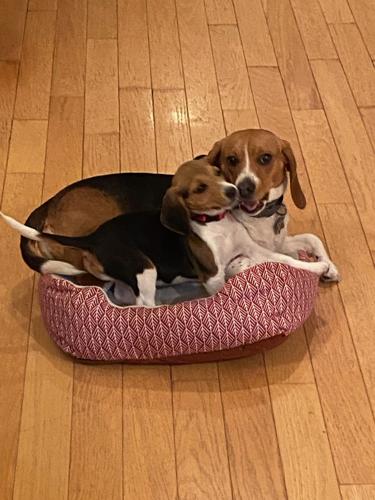 With new protections for experimental animals, Stanley calls for adoption  of rescued beagles