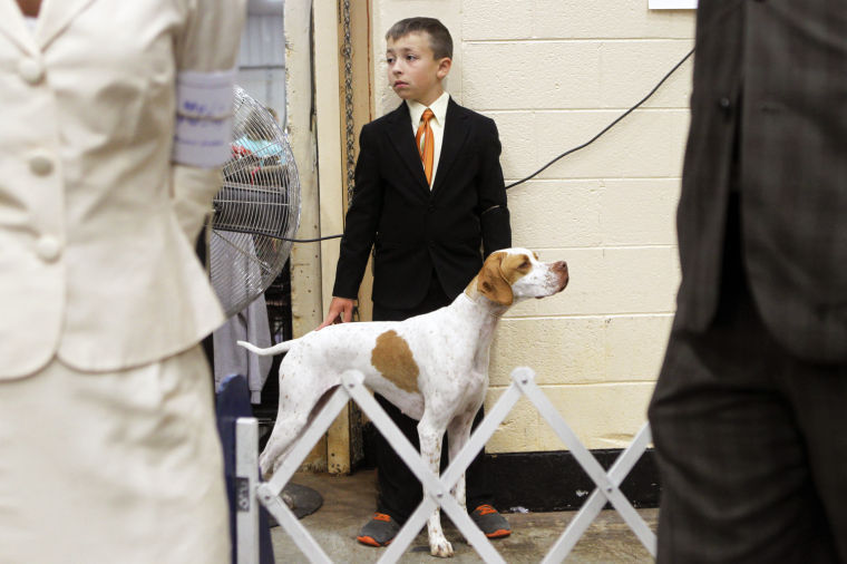 Furry pals flaunt at Mountain Valley Dog Show Virginia