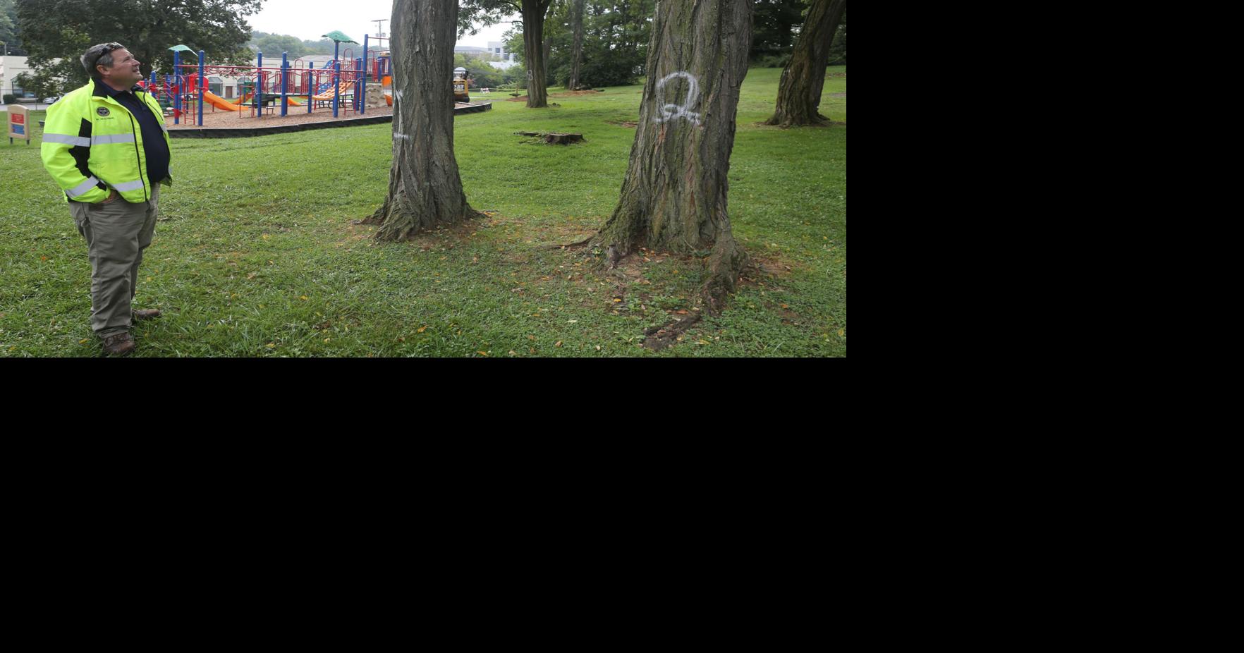 Christiansburg's Downtown Park to get new tree species