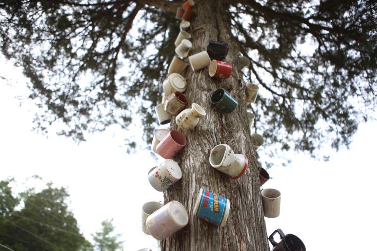 The mystery of Craig County's coffee cup tree Arts
