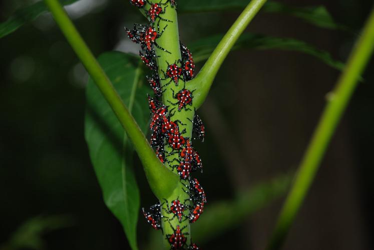 Virginia Tech beginning fight against invasive spotted lanternfly seen in  Winchester