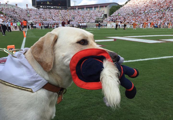 Corps Growley II fetching new fans at Virginia Tech 