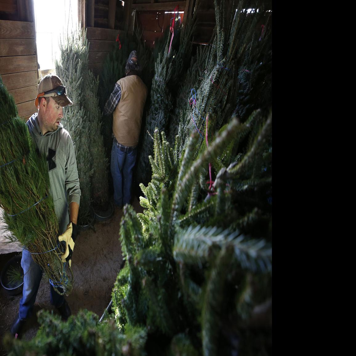 Christmas Tree Supply Expected To Be Tighter This Year Could Drive Up Prices Business News Roanoke Com