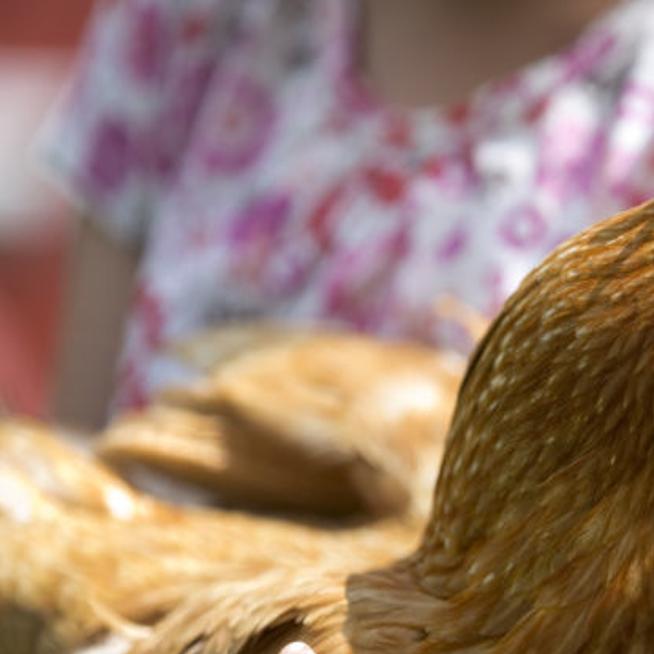 Botetourt County Residents Now Allowed To Raise Backyard Chickens