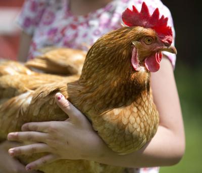 Botetourt County Residents Now Allowed To Raise Backyard Chickens