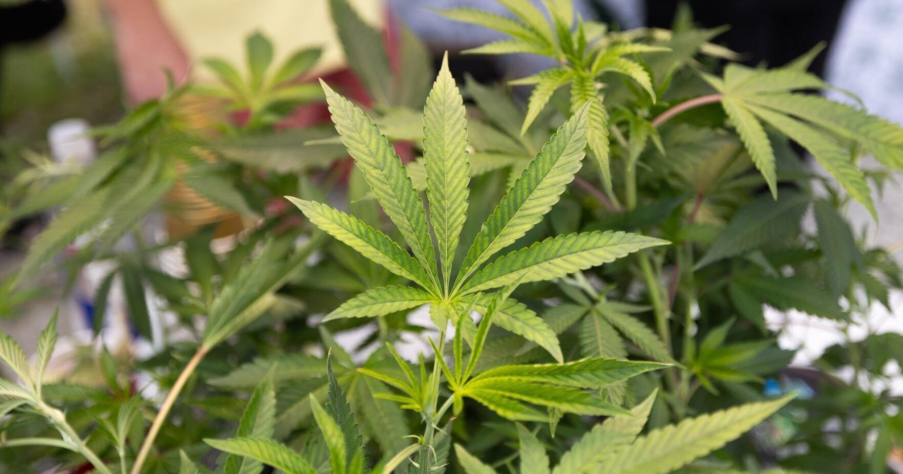Democratic lawmakers finalize bill for marijuana sales - Vimarsana News