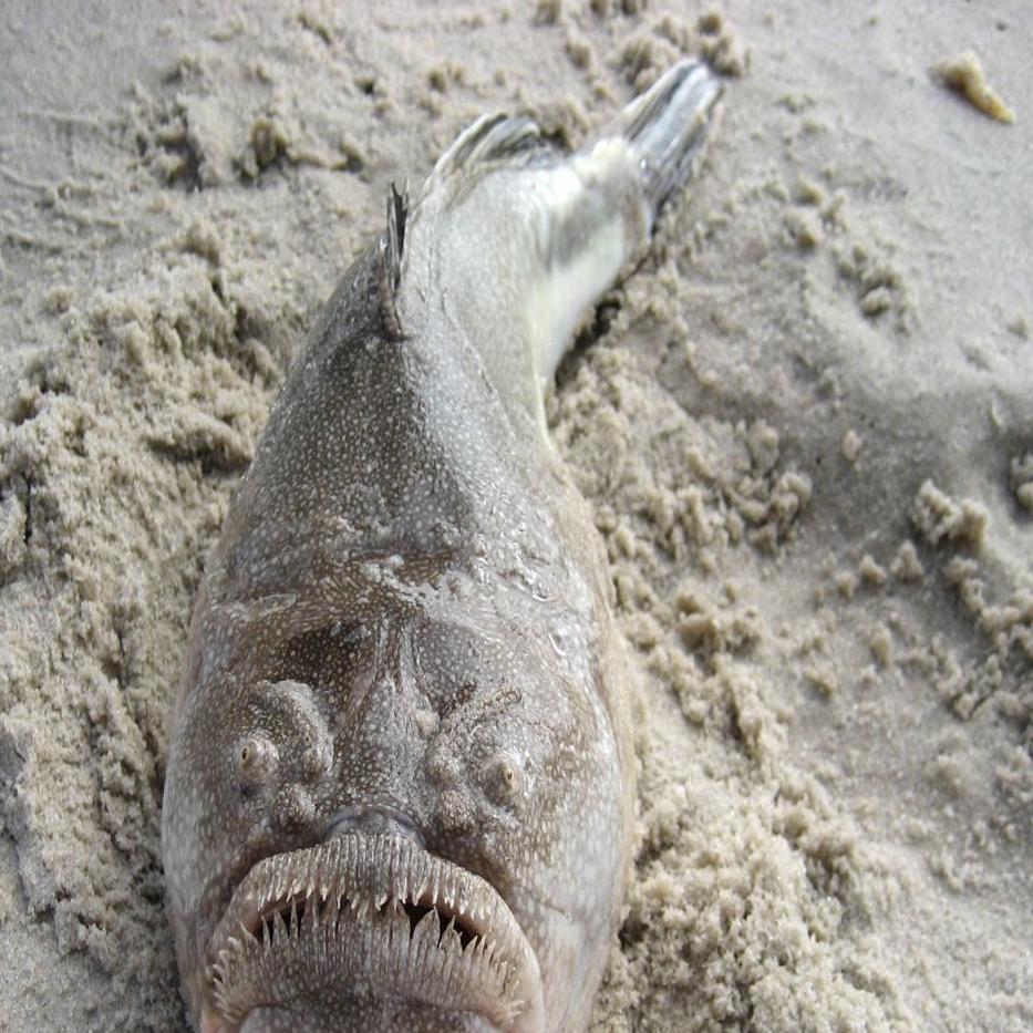 Visitors To Virginia Beach Warned Of Scary Looking Fish Wire Roanoke Com But this is number 1 on the fish list for me, the 'wolf fish. visitors to virginia beach warned of