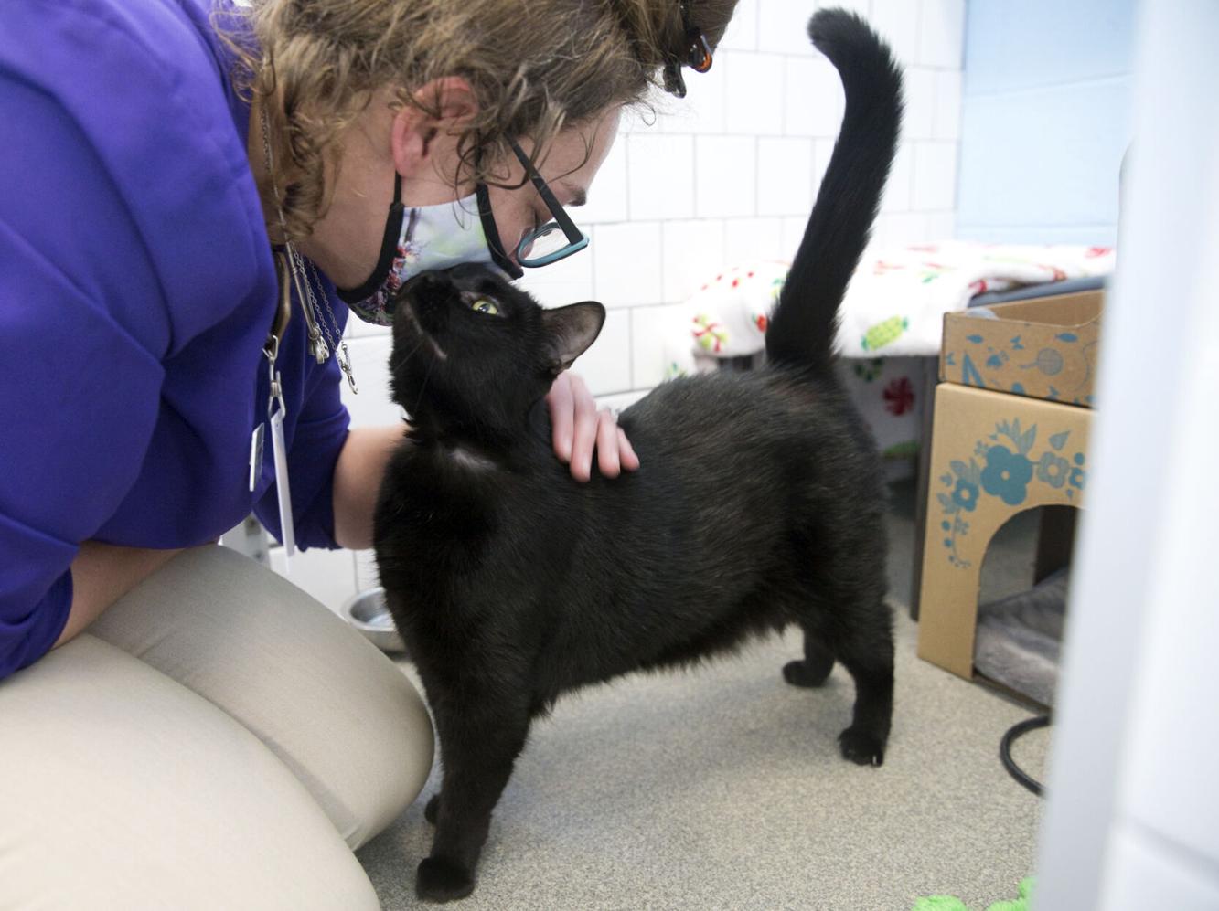 Photos Cats up for adoption at Roanoke shelter