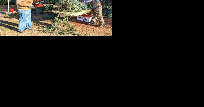 CASEY: The great Christmas tree crunch of 2021? - Vimarsana News
