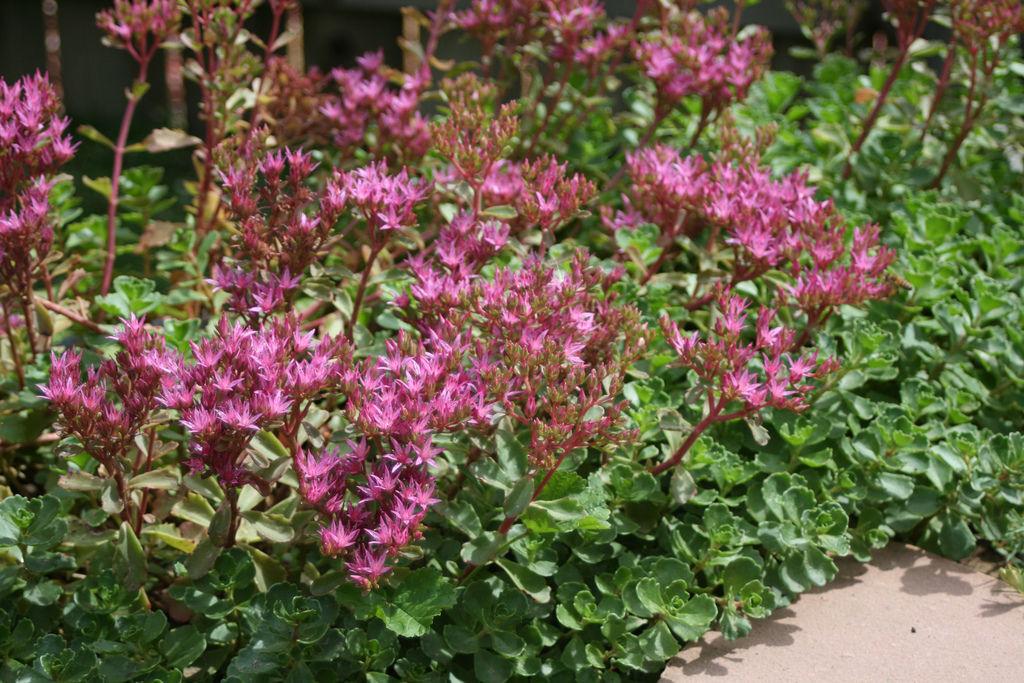 Fanatical Botanical Evergreen Sedums Offer Pop Of Color In Cold Archive Roanoke Com Fanatical Botanical Evergreen Sedums Offer Pop Of Color In Cold Archive Roanoke Com