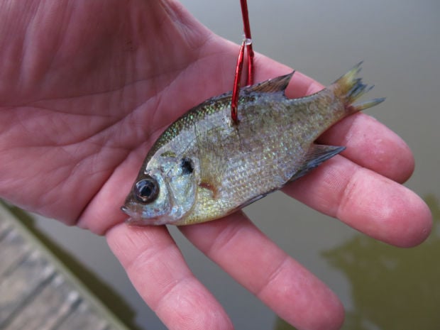 How to Hook a Live Bluegill, Shad, Fish for Flathead and Blue