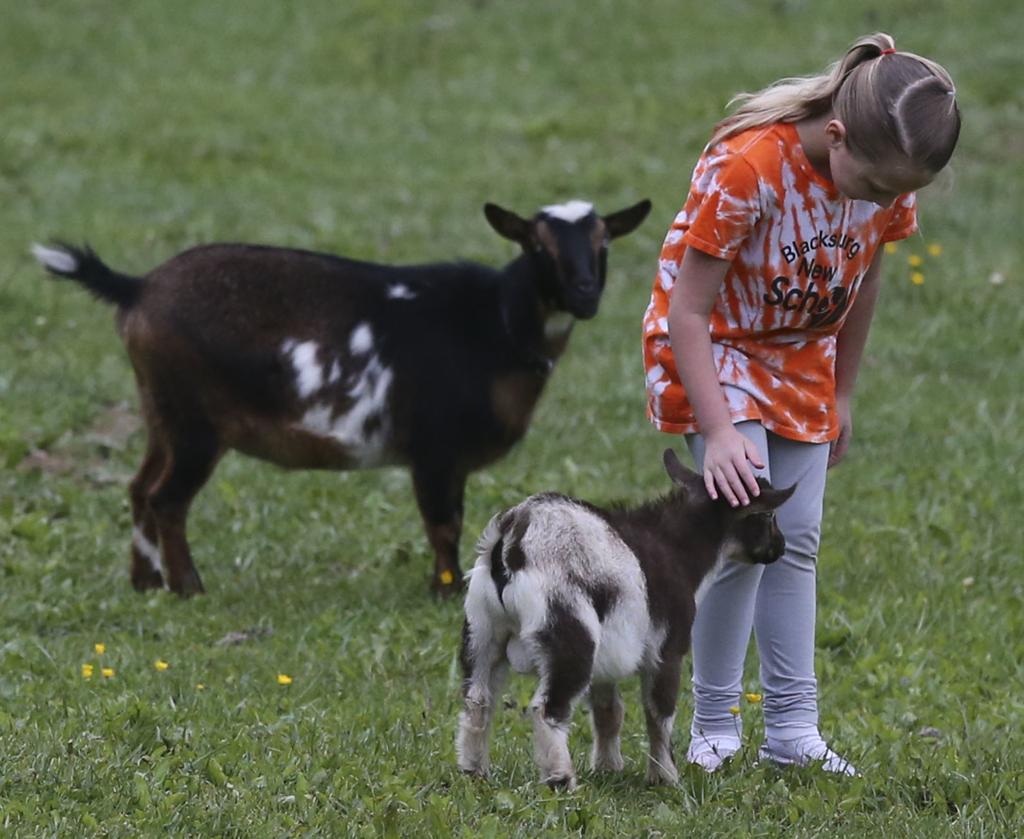 Farm play dates: Getting your goat fix