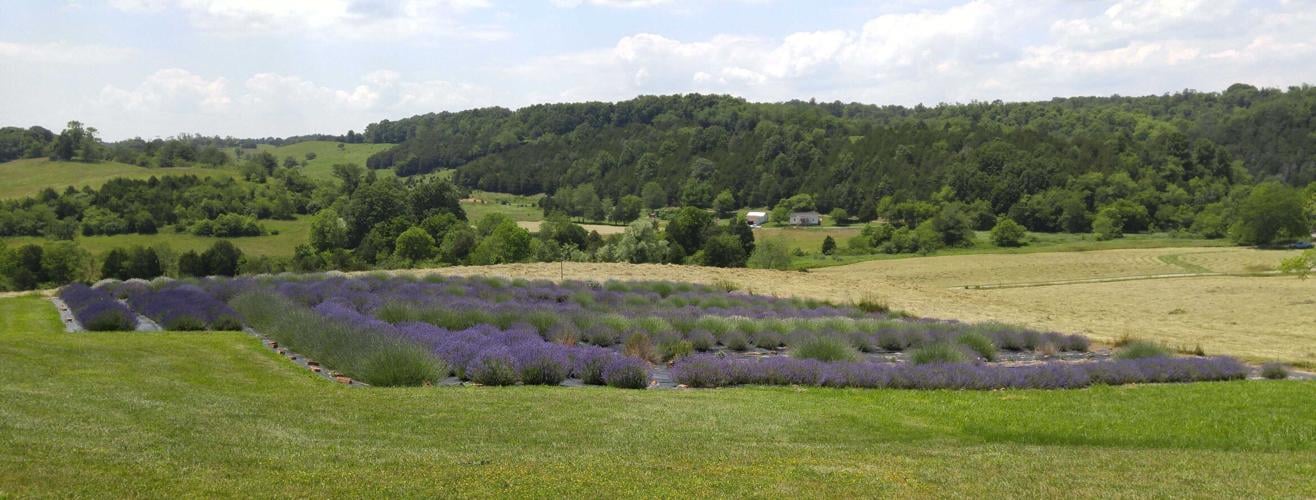 Lavender Sachet - Small - Hope Hill Lavender Farm