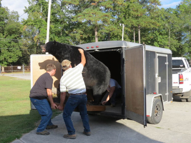 Giant bear falls short of state record