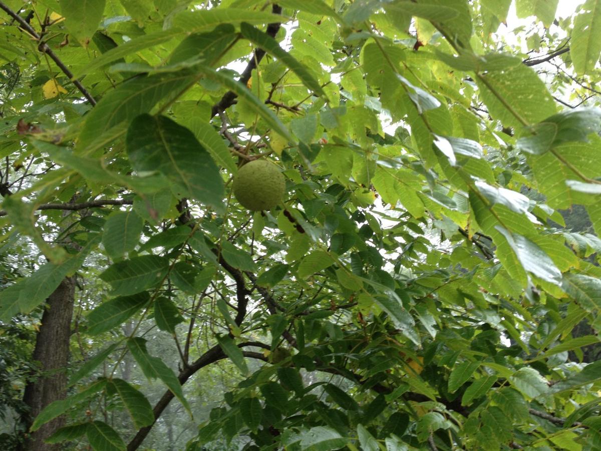 WOYM A return visit with the Roanoke Valley's sage of black walnut