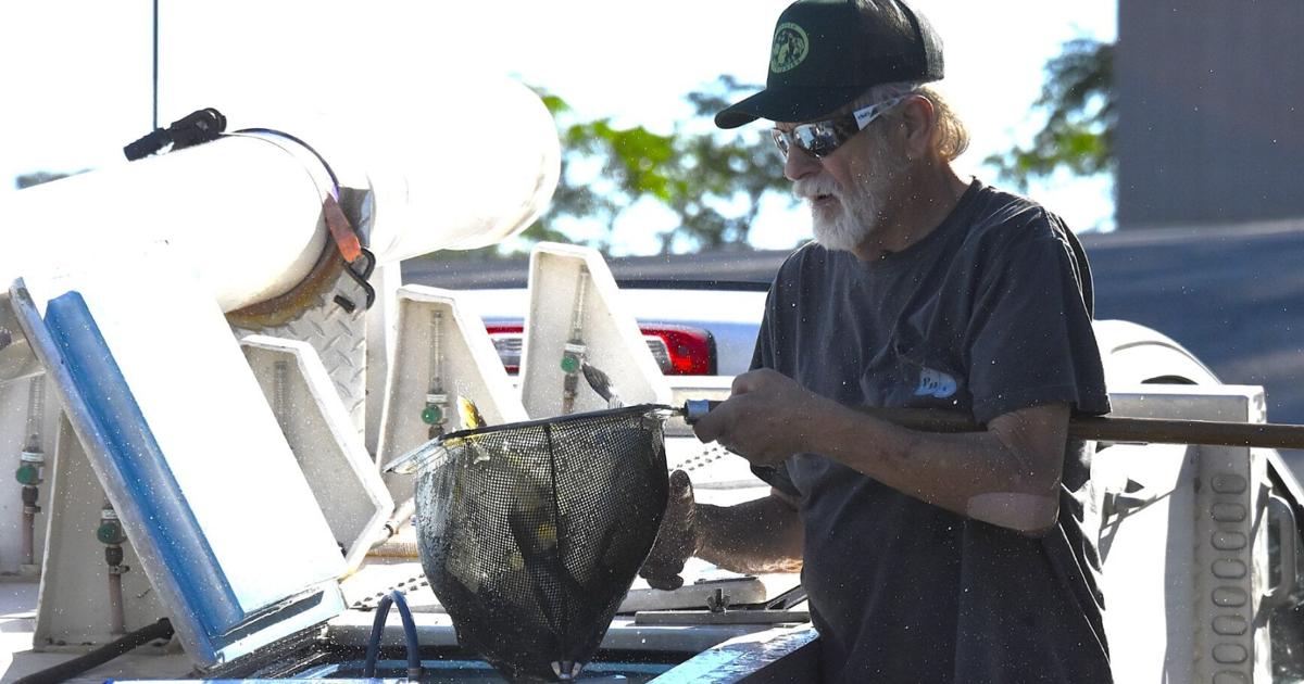 Carp return to Smith Mountain Lake to solve invasive hydrilla problem