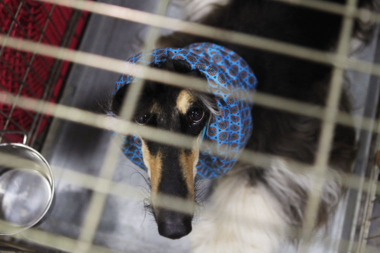Furry pals flaunt at Mountain Valley Dog Show Virginia