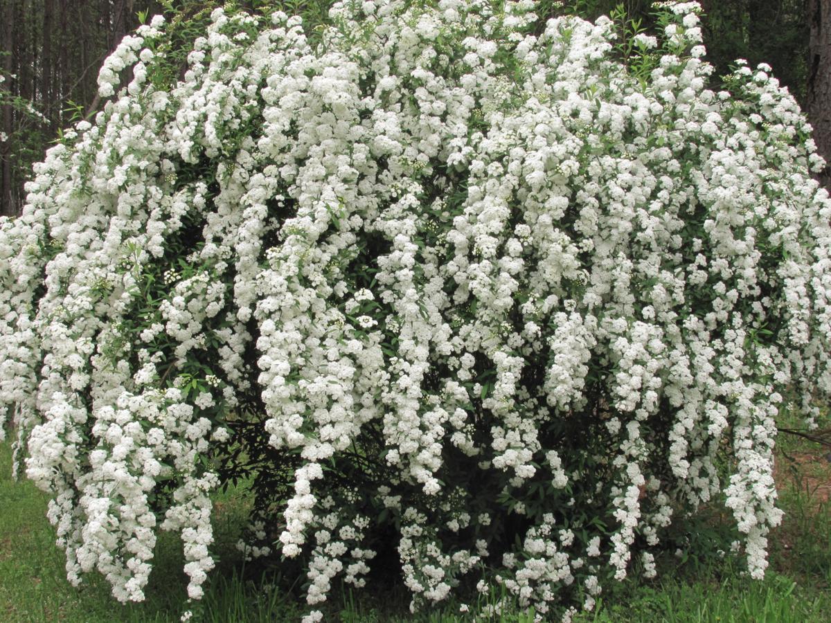 Fanatical Botanical Resist The Urge To Over Prune Shrubs Archive Roanoke Com Fanatical Botanical Resist The Urge To Over Prune Shrubs Archive Roanoke Com