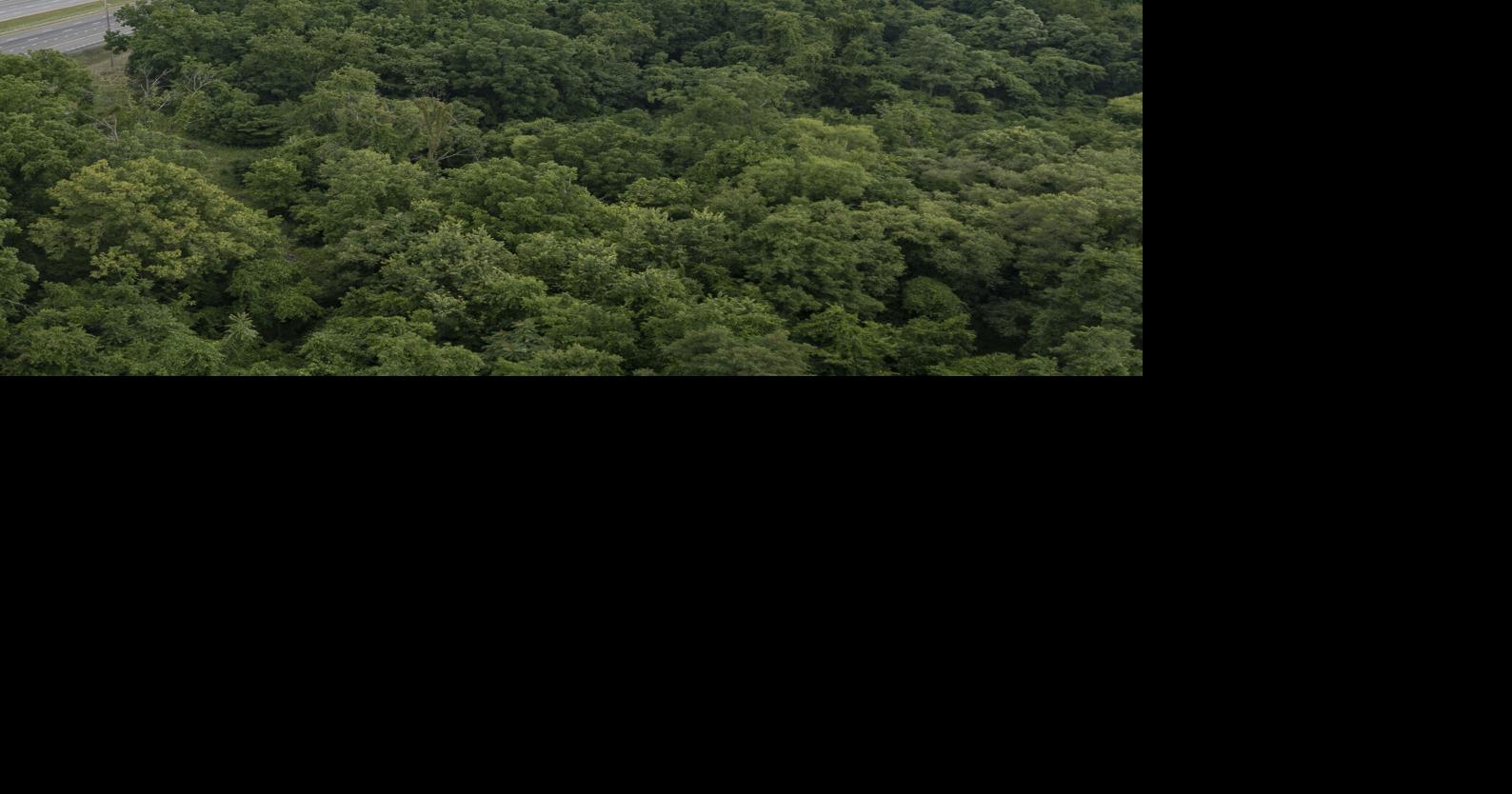 Urban Renewal. Gentrification. Evans Spring.