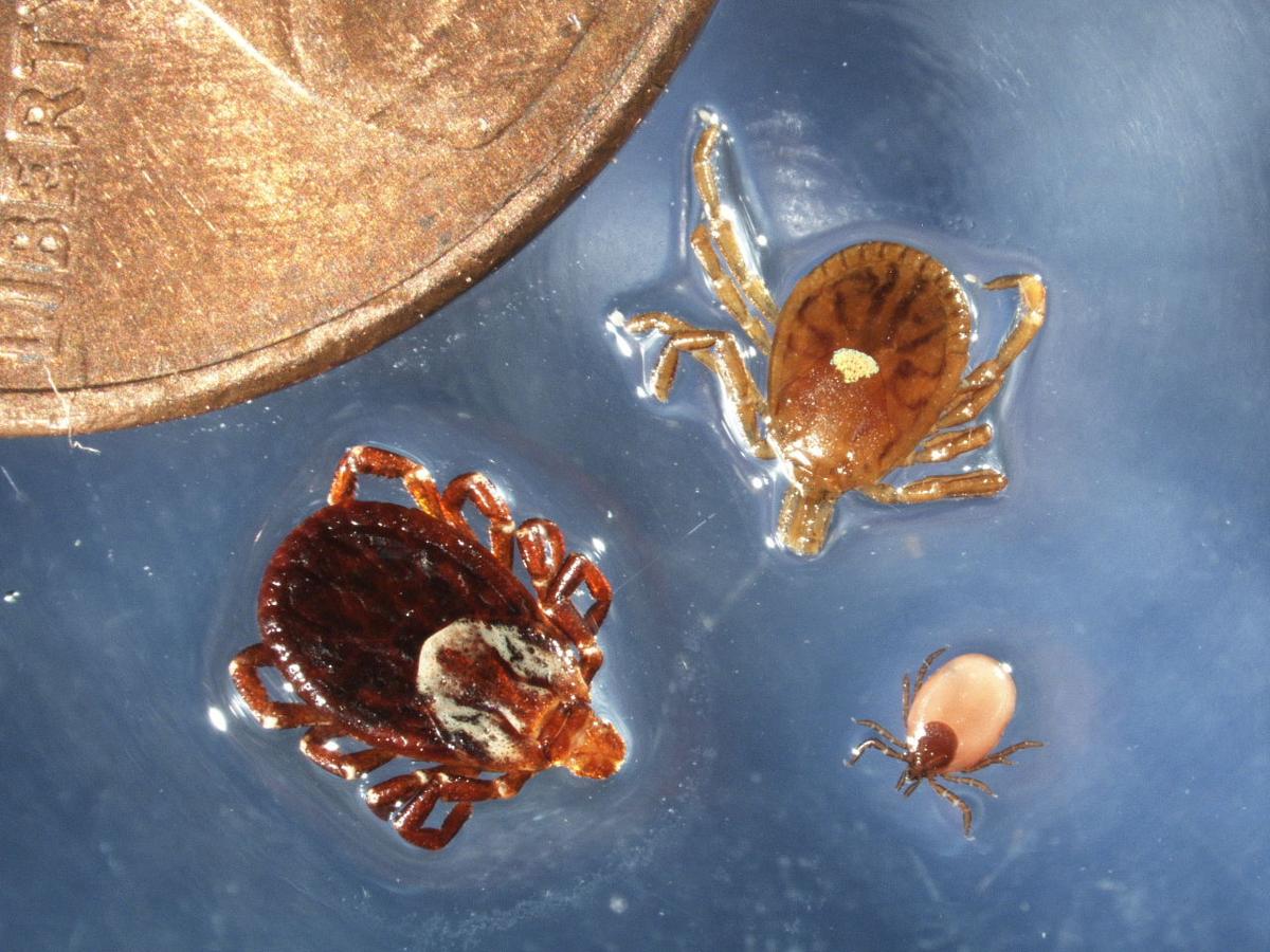 Lyme disease continues to rise in New River Valley Floyd County News