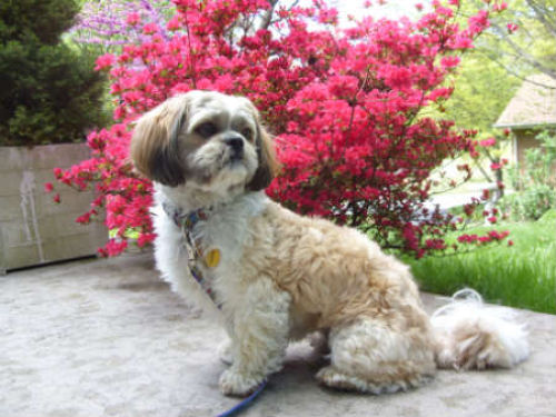 cava shih tzu