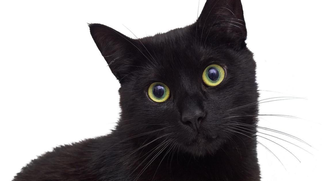 Black Cats Have A Colorful History Lifestyles Roanoke Com