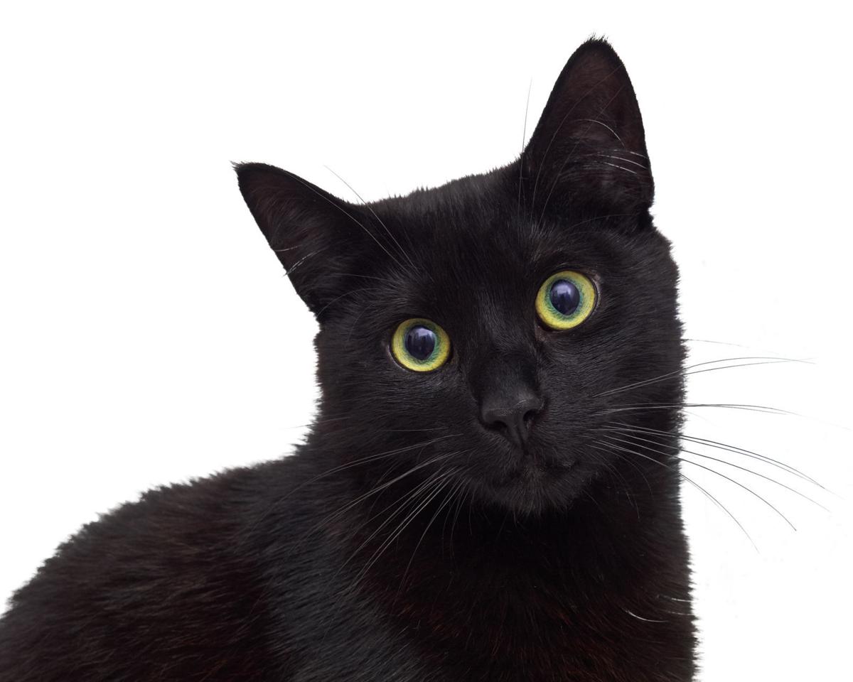 Black cats have a colorful history | Lifestyles | roanoke.com