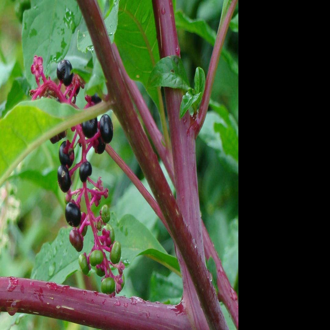 Fanatical Botanical Nip Poisonous Pokeweed In The Bud Archive Roanoke Com