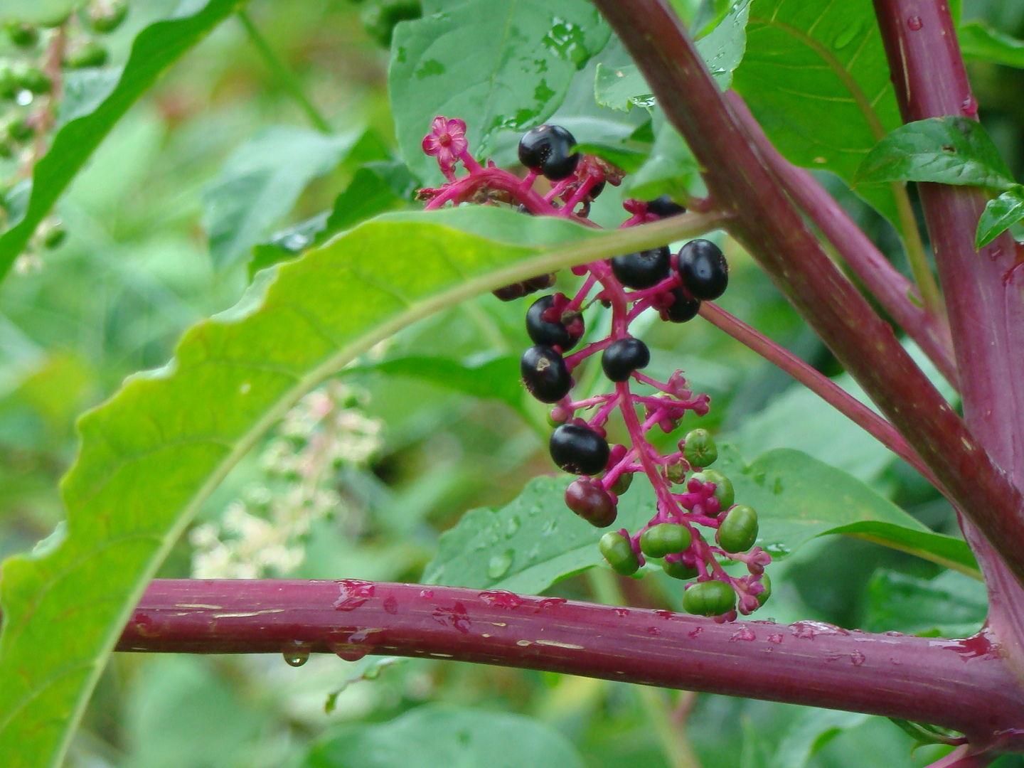 Pokeweed A Wild Plant In New Hampshire