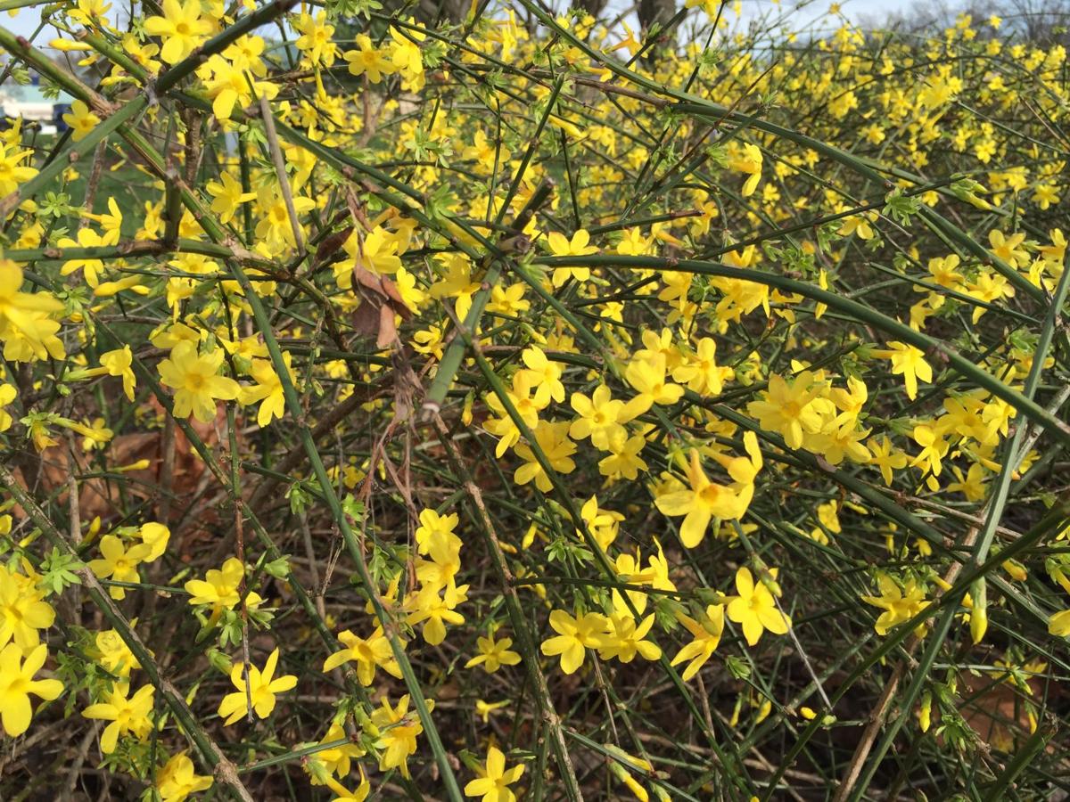 Fanatical Botanical Is It Really Forsythia Archive Roanoke Com